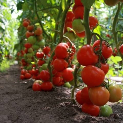 Увядание томатов