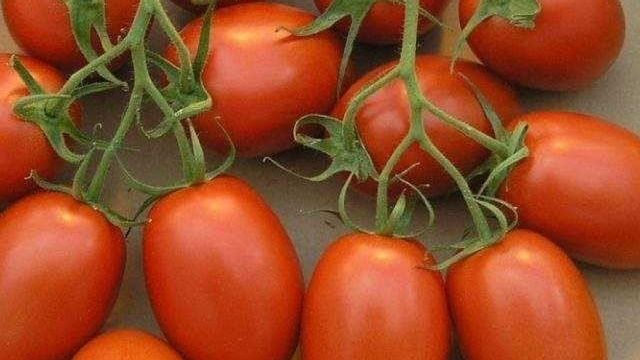Универсальный скороспелый томат «Сливка медовая» порадует садовода отличным урожаем вкусных помидор