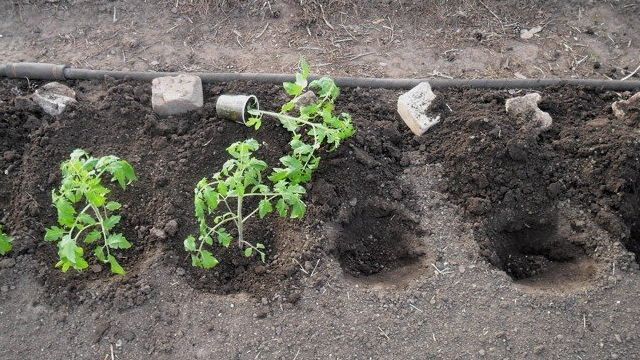 Высаживаем помидоры в открытый грунт – применяем самые эффективные советы на практике