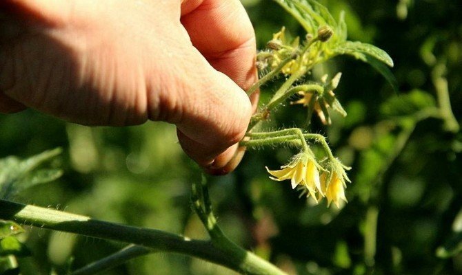 Прищипывание верхушки томатов