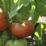 Ярко-красные плоды с острым носиком для новичков — томат Любовь f1