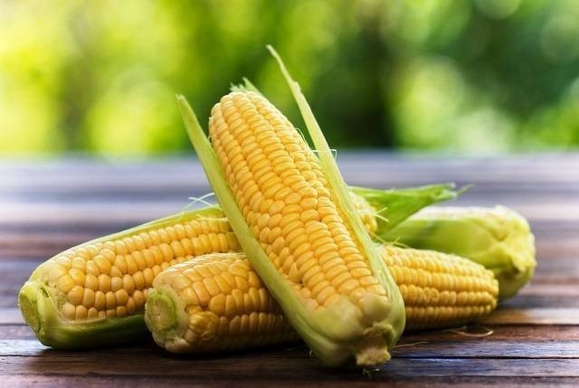 Генномодифицированная кукуруза сорта