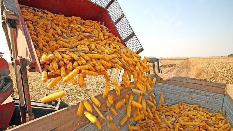 Уборка кукурузы в початках