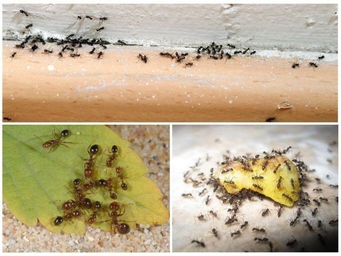 От муравьев в доме