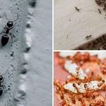 18 эффективных рецептов дезинсекции, или Как избавиться от муравьёв в доме