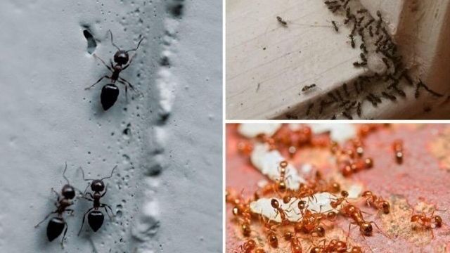 18 эффективных рецептов дезинсекции, или Как избавиться от муравьёв в доме