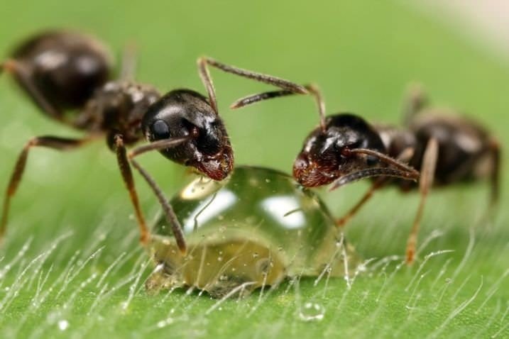 Аргентинский муравей суперколонии