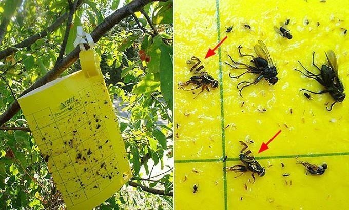 Методы борьбы с насекомыми