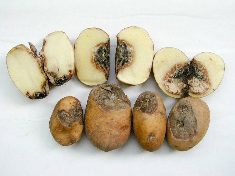 Кольцевая гниль картофеля