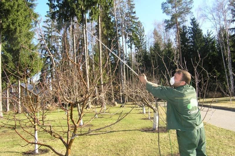 Обработка плодовых деревьев от вредителей