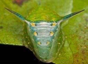 Гусеница бабочки слизневидки