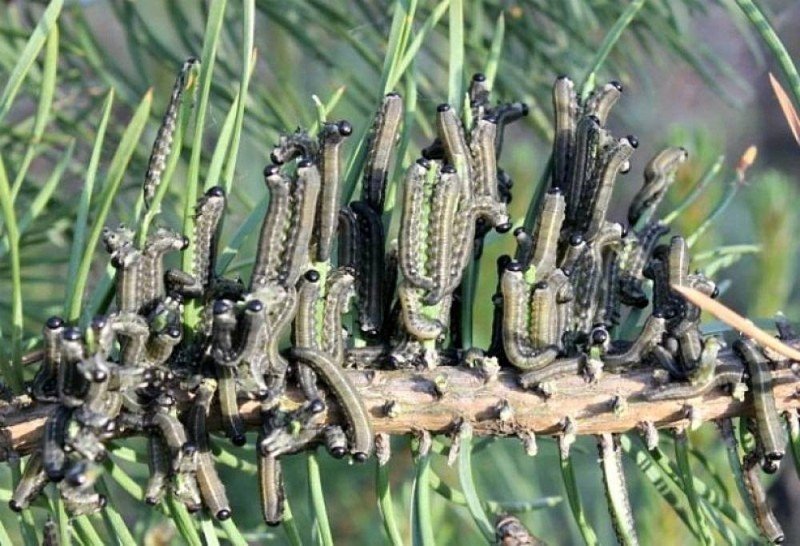 Пилильщик сосновый ложногусеница
