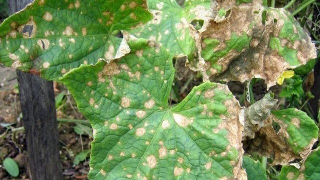 Бурые пятна на листьях огурцов: что это и как бороться и лечить препаратами и народными средствами, фото