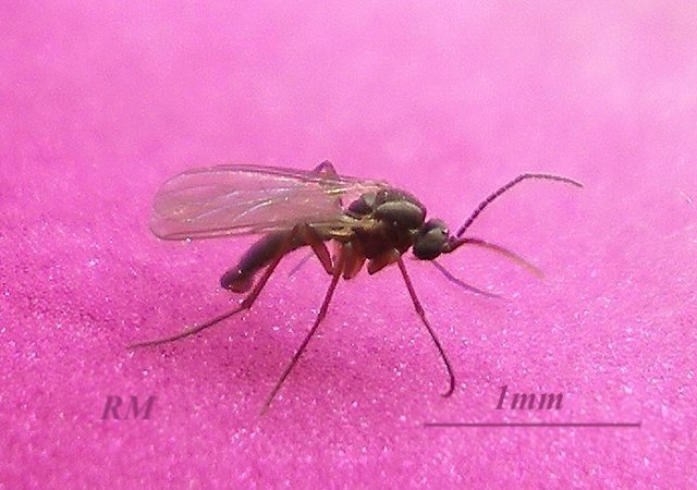«bradysia brunnipes» огуречный комарик