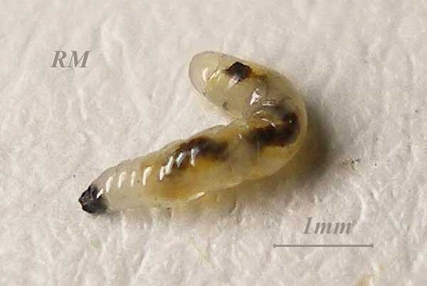 Сциариды личинки черви