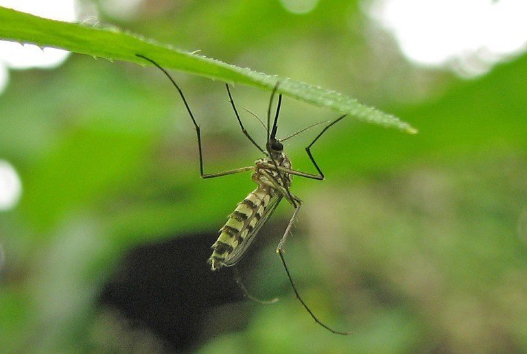 Малярийный комар укус
