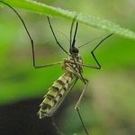 Как избавиться от комаров на дачном участке