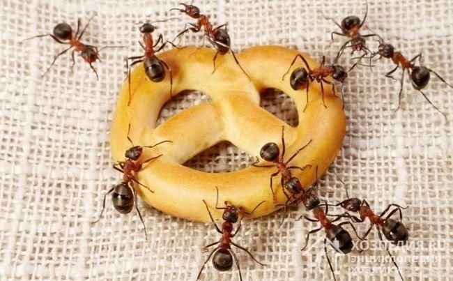 Le jour des fourmis