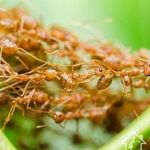 Как избавиться от мелких рыжих домашних муравьев