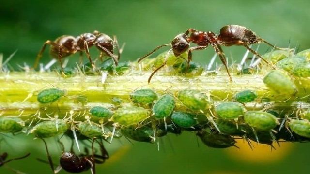 Как избавиться от муравьёв в теплице — химические препараты, физические методы, народные средства