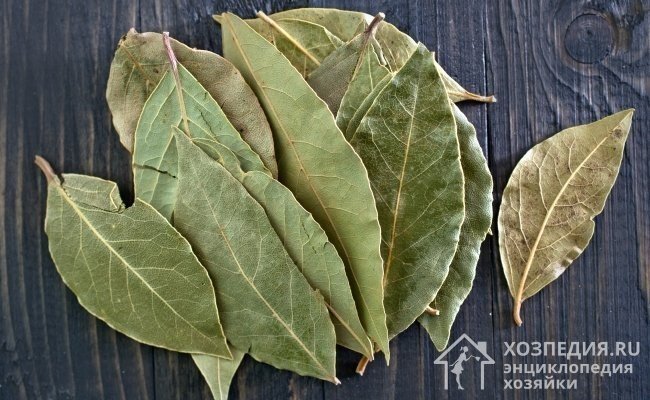Лавровый лист дерево
