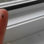 Как избавиться от жуков кожеедов в квартире?