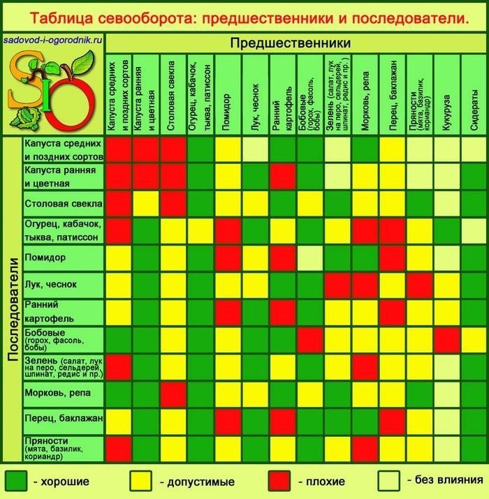 Соседство овощей на грядках таблица совместимости