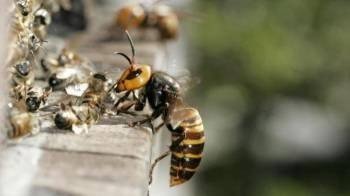 Азиатский шершень против пчел