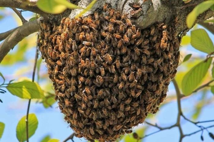 Медоносные пчелы рой