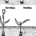 Как вырастить тюльпаны в теплице