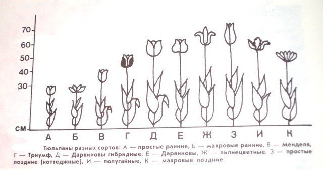 Схема луковичных растений тюльпан