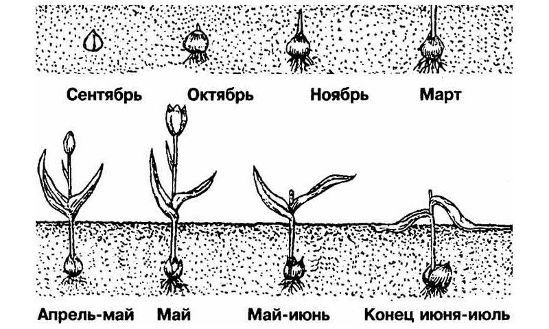 Схема посадки луковиц тюльпанов