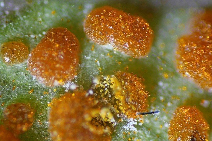 Ржавчинные грибы под микроскопом