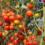 Коричневые пятна на помидорах: причины, методы избавления и профилактики