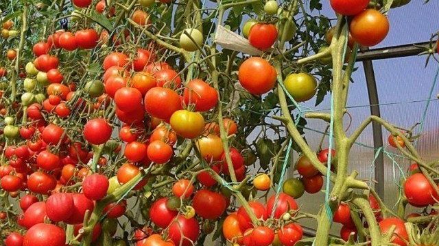 Коричневые пятна на помидорах: почему появились, что при этом делать и как избавиться, фото