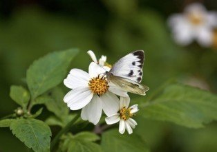 Бабочки весной белые