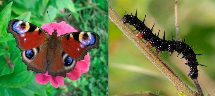 Гусеница бабочки павлиний глаз
