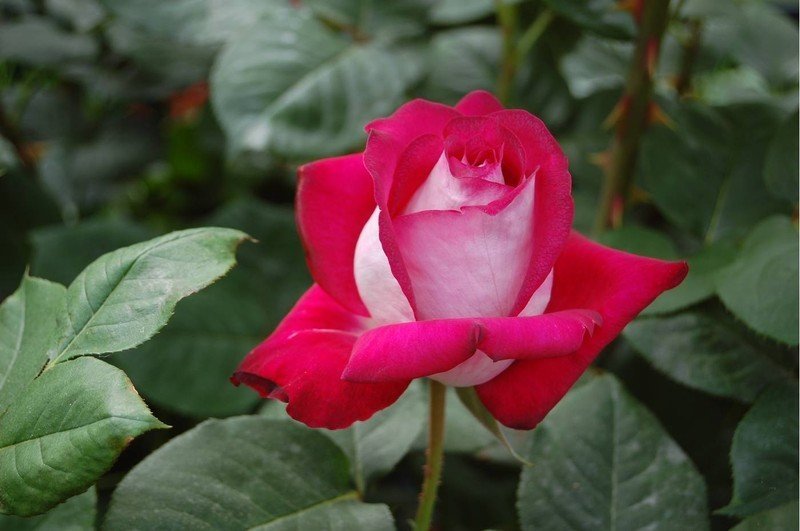 Чайно-гибридная роза роуз гожар