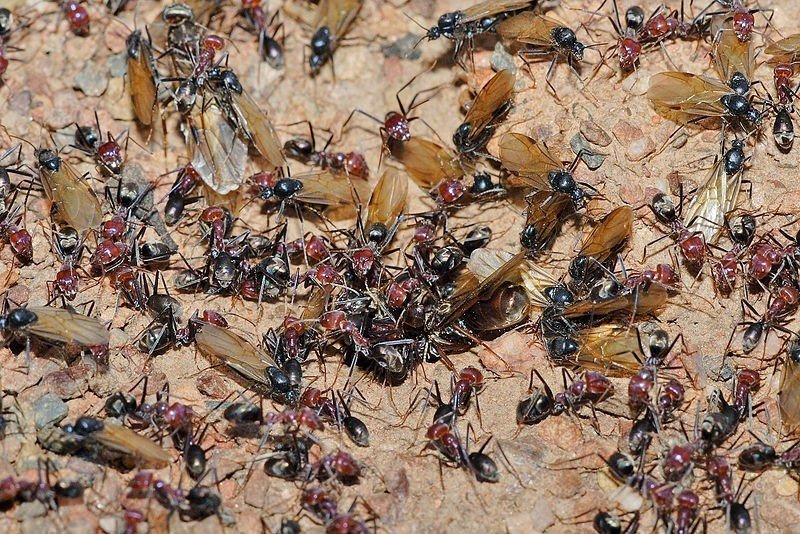 Фараоновы муравьи матка