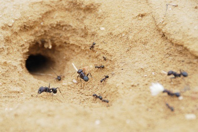 Термиты против муравьев