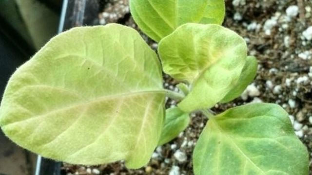 Почему могут желтеть листья у баклажан в теплице