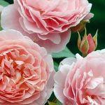 Ржавчина на розах — почему появляется и чем лечить