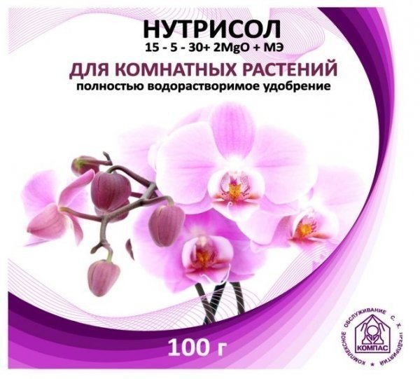 Цветок орхидея фаленопсис