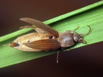 Отряд жесткокрылые майский жук