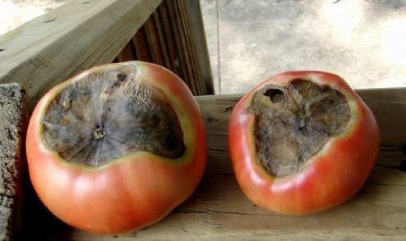 Поверхностная гниль на помидорах
