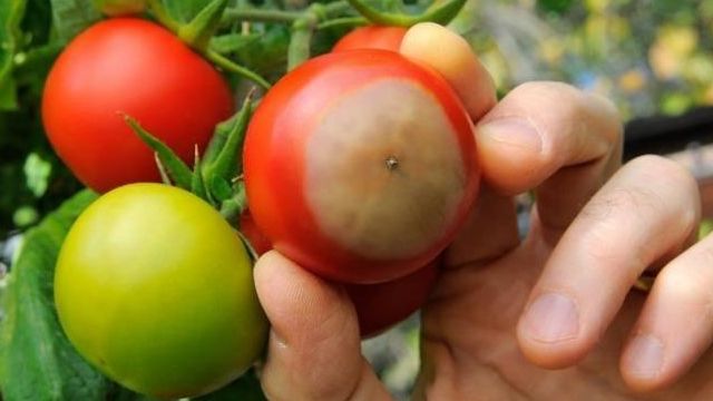 Вершинная гниль томатов. лечение народными средствами