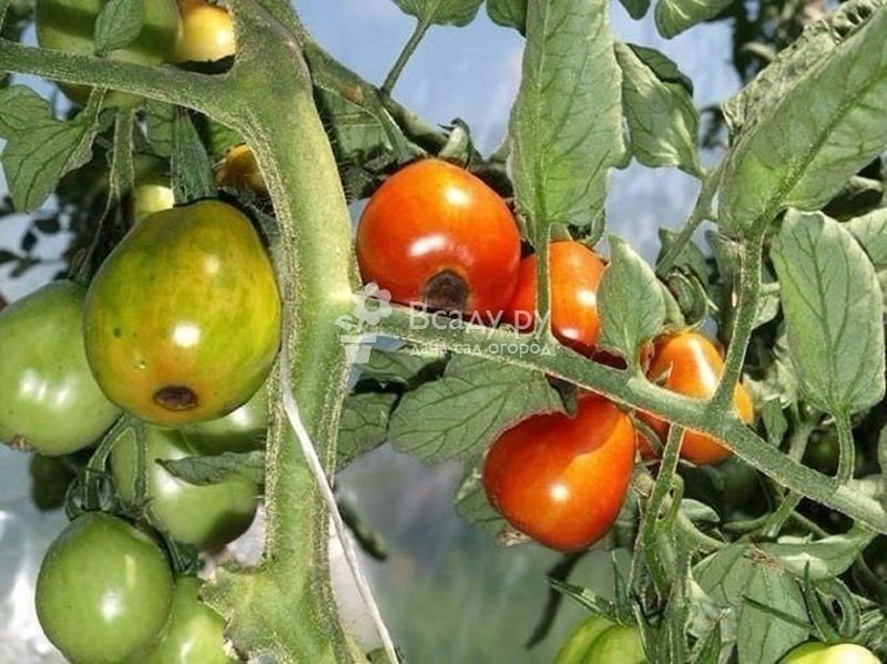 Вершинная гниль томатов меры борьбы