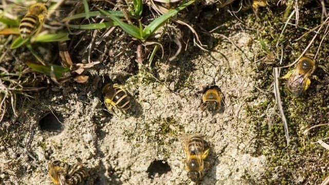 Земляные пчелы: виды, как забрать мед, укус, нужно ли от них избавляться?