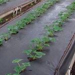 Финская технология выращивания клубники на высоких грядках, посадка и уход