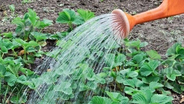Как часто поливать клубнику во время цветения и созревания